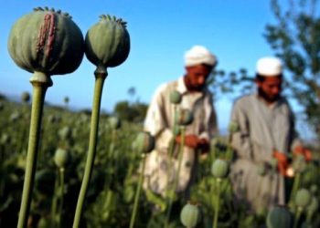 Men work in an opium poppy field in the eastern province of Ningarhar April 9, 2007.  REUTERS/Ahmad Masood (AFGHANISTAN)