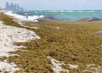 Miami Beach Florida,North Beach Atlantic Ocean shoreline,large quantity of arriving seaweed sargassum macroalgae,